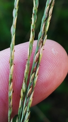Digitaria bicornis
