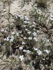 Phlox andicola