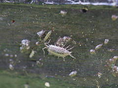 Collembola