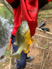 Lepomis gibbosus × cyanellus