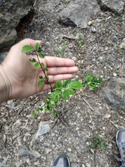Cotoneaster tauricus