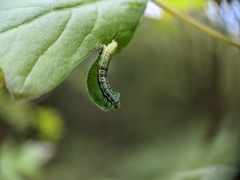 Geometridae