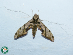 Protambulyx eurycles