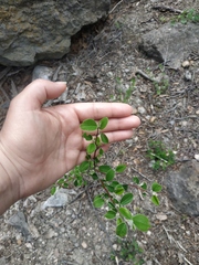 Cotoneaster tauricus