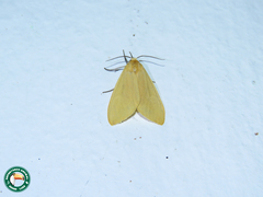 Pareuchaetes aurata