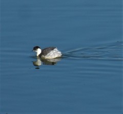 Podiceps occipitalis juninensis