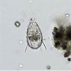 Euglypha acanthophora