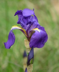 Iris pallida illyrica