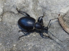 Otiorhynchus vehemens