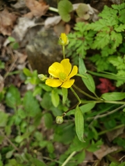 Ranunculus hispidus caricetorum