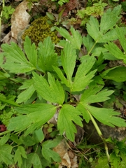Ranunculus hispidus caricetorum