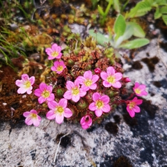 Saxifraga