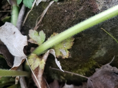 Ranunculus hispidus caricetorum
