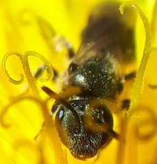 Lasioglossum laevissimum