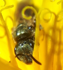 Lasioglossum laevissimum