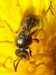 Lasioglossum laevissimum