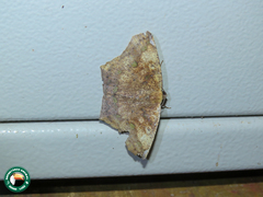 Paragonia procidaria