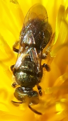 Lasioglossum laevissimum