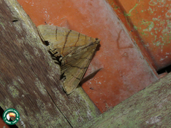 Eulepidotis carcistola