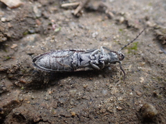 Priacma serrata