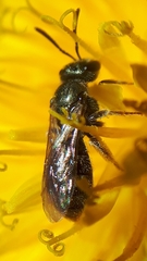 Lasioglossum laevissimum
