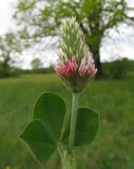 Trifolium incarnatum molinerii