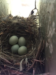 Empidonax occidentalis