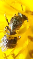 Lasioglossum laevissimum
