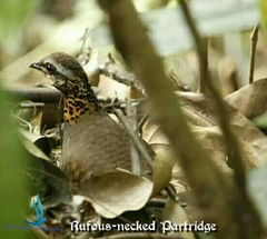 Arborophila rufogularis