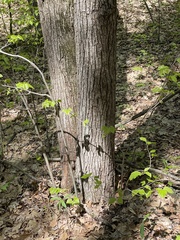 Tilia americana americana
