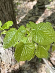 Tilia americana americana