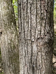 Tilia americana americana