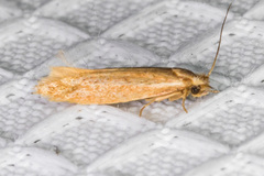 Ypsolopha sp-sw