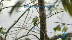 Psarisomus dalhousiae