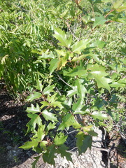 Toxicodendron radicans verrucosum