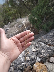 Cleistogenes serotina