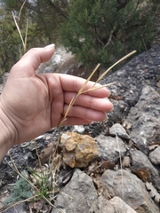 Cleistogenes serotina