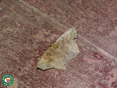 Paragonia cruraria