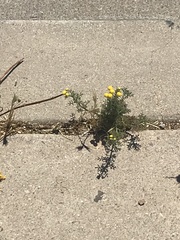 Oncosiphon pilulifer