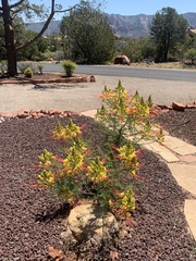 Erythrostemon gilliesii