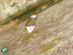 Ischnognatha