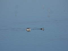 Podiceps occipitalis juninensis