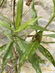 Paranthrene robiniae