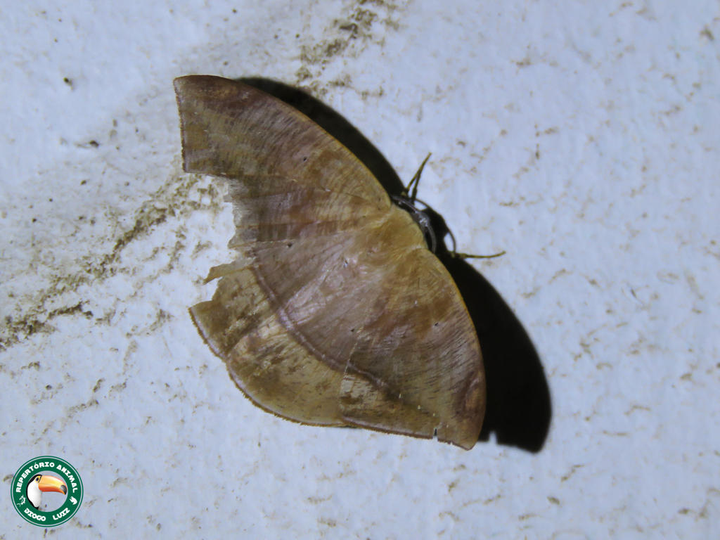 Herbita renipuncta