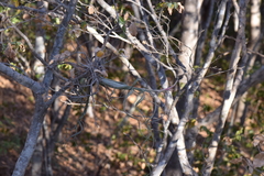 Tillandsia intermedia