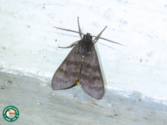 Dialeucias violascens