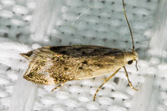 Coleotechnites invictella