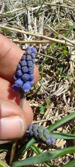 Muscari dolichanthum