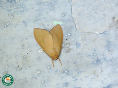 Pareuchaetes aurata