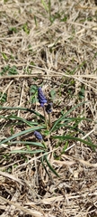 Muscari dolichanthum